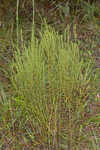 Piedmont marsh elder